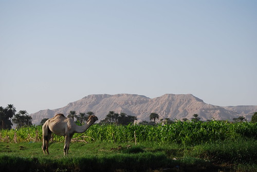 Camel by the Nile • <a style="font-size:0.8em;" href="http://www.flickr.com/photos/106477439@N08/10444493085/" target="_blank">View on Flickr</a>