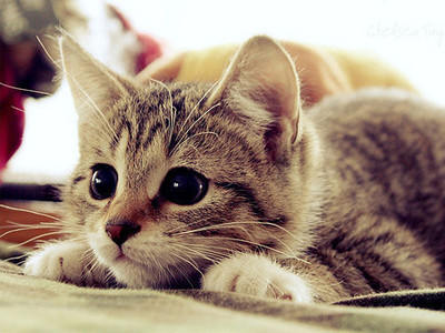 cute-cat