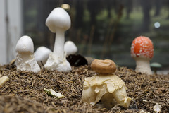 Ausstellung "Pilze: Netzwerker der Natur"