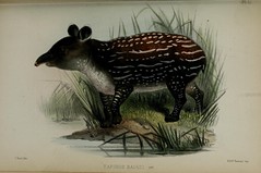 Anglų lietuvių žodynas. Žodis tapirus reiškia Tapiris lietuviškai.