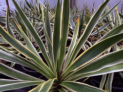 Yucca gloriosa 'Variegata'