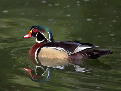 Wood Duck • <a style="font-size:0.8em;" href="http://www.flickr.com/photos/59465790@N04/8729900053/" target="_blank">View on Flickr</a>
