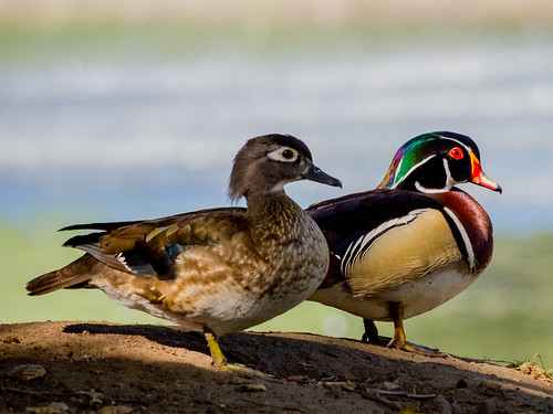 Wood Duck • <a style="font-size:0.8em;" href="http://www.flickr.com/photos/59465790@N04/8729619777/" target="_blank">View on Flickr</a>