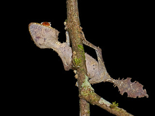 Satanic Leaf Tailed Gecko (Uroplatus phantasti...