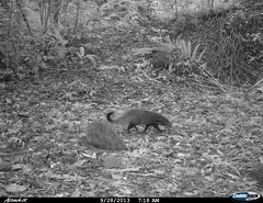stripe-necked mongoose1 BK-29 • <a style="font-size:0.8em;" href="http://www.flickr.com/photos/109145777@N03/13794868354/" target="_blank">View on Flickr</a>