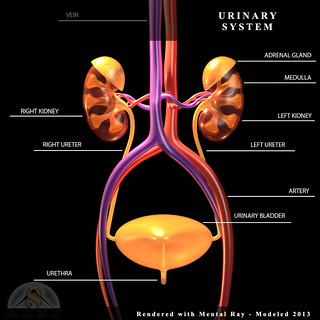Urinary-System-front