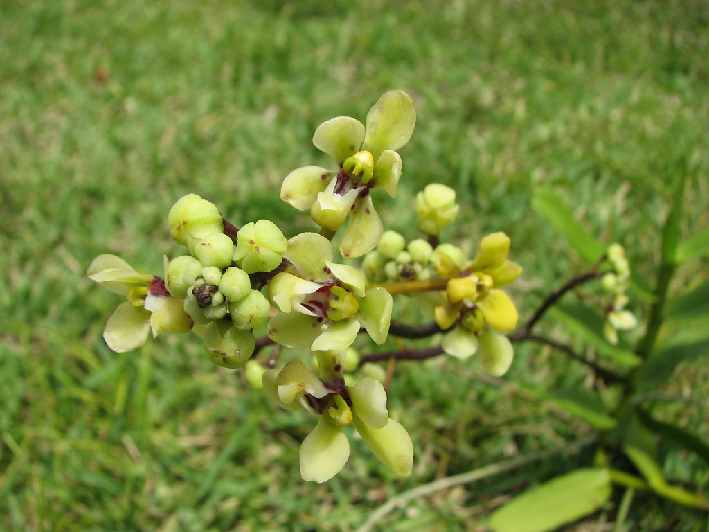 Indian Journal of Applied Orchid Research