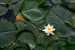 Sun Yat Sen Gardens - bright waterlilly • <a style="font-size:0.8em;" href="http://www.flickr.com/photos/30765416@N06/9231099813/" target="_blank">View on Flickr</a>