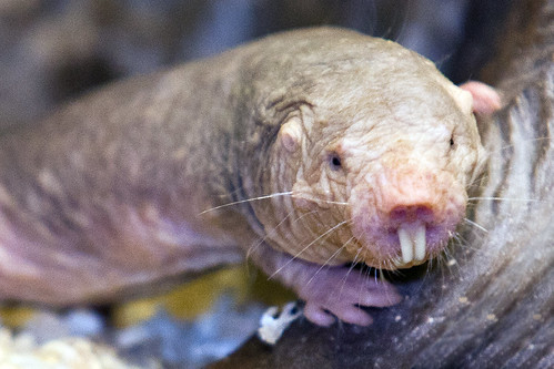 Image result for Naked-Mole Rat