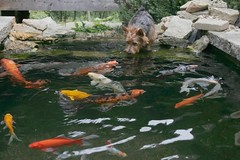 Scout and the Koi pond