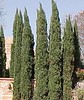 Italian Cypress • <a style="font-size:0.8em;" href="http://www.flickr.com/photos/101656099@N05/9736798420/" target="_blank">View on Flickr</a>