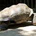 Big Turtle • <a style="font-size:0.8em;" href="http://www.flickr.com/photos/128593753@N06/16350666559/" target="_blank">View on Flickr</a>