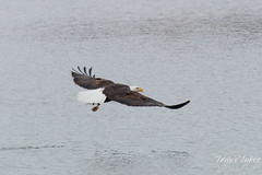 Bald Eagle fishing sequence – 9 of 10