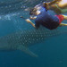 WhaleShark1 • <a style="font-size:0.8em;" href="http://www.flickr.com/photos/44146977@N05/9395109148/" target="_blank">View on Flickr</a>