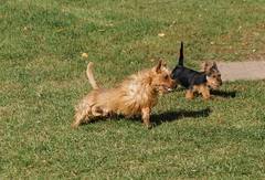 Dunham Lake Australian Terriers