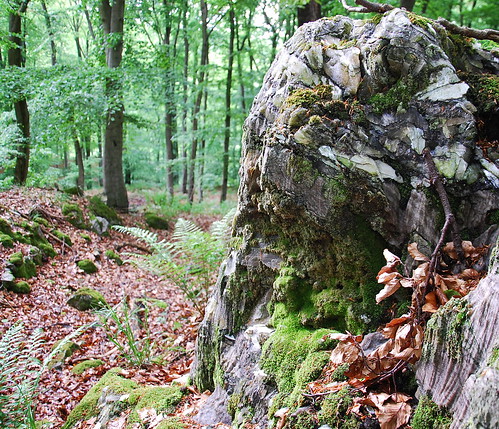 Naturschutzgebiet "Alter Stolberg": Gipskarst I • <a style="font-size:0.8em;" href="http://www.flickr.com/photos/109648421@N02/12520976654/" target="_blank">View on Flickr</a>