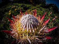 Samyang 7.5mm fisheye - Protea • <a style="font-size:0.8em;" href="http://www.flickr.com/photos/44919156@N00/8722548349/" target="_blank">View on Flickr</a>