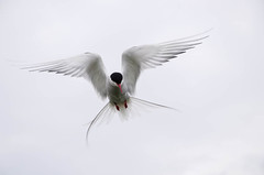 Artic Tern on the attack in Farne Islands • <a style="font-size:0.8em;" href="https://www.flickr.com/photos/21540187@N07/9229326463/" target="_blank">View on Flickr</a>