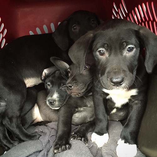 Fostering these adorable pups, lab x pit bull, message for details or contact #Yukon Animal Rescue Network on Facebook #yxy