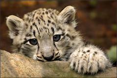 Portrait baby snow leopard