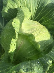 Anglų lietuvių žodynas. Žodis head cabbage reiškia gūžiniai kopūstai lietuviškai.