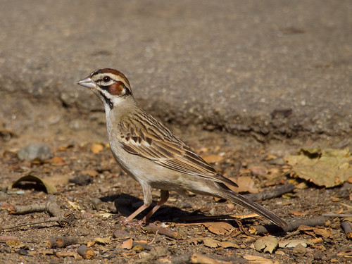 Lark Sparrow • <a style="font-size:0.8em;" href="http://www.flickr.com/photos/59465790@N04/8729618403/" target="_blank">View on Flickr</a>