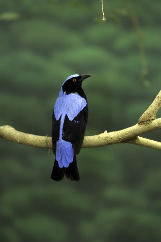 Image result for fairy bluebird images