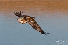 Juvenile Bald Eagle does a low level flyby