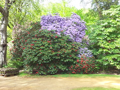 Savill Garden