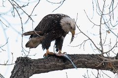 Bald Eagle devours a trout