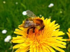 bumblebee*  (N0411)