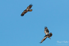 Juvenile Bald Eagle mid-air play sequence - 7 of 7