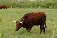 Vache en Brenne - cow in Brenne