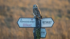 Short-eared Owl Seeking Direction