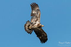 Juvenile Bald Eagle flyby
