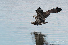 Juvenile Bald Eagle fishing sequence - 3 of 13