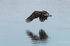 Juvenile Bald Eagle fishing sequence - 10 of 13