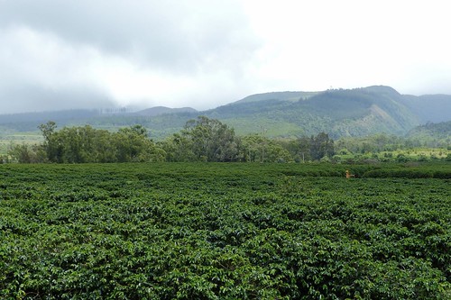 Ka`anapali Coffee estates