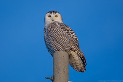 Snowy Owl • <a style="font-size:0.8em;" href="http://www.flickr.com/photos/65051383@N05/13037604525/" target="_blank">View on Flickr</a>