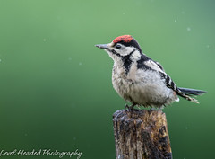 Great spotted woodpecker (juvenile) in the rain
