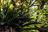 Bromélias gigantes. • <a style="font-size:0.8em;" href="http://www.flickr.com/photos/39546249@N07/9386656801/" target="_blank">View on Flickr</a>