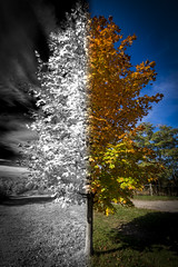 Infrared vs Daylight • <a style="font-size:0.8em;" href="http://www.flickr.com/photos/65051383@N05/10110707406/" target="_blank">View on Flickr</a>