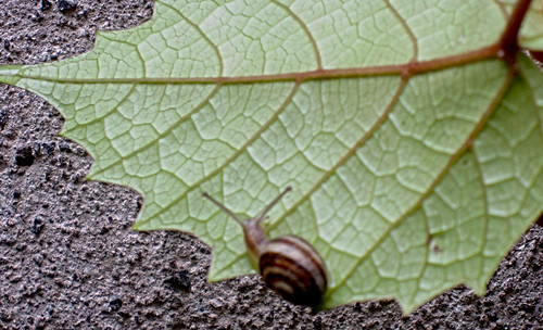 caracol 08 • <a style="font-size:0.8em;" href="http://www.flickr.com/photos/30735181@N00/11659037964/" target="_blank">View on Flickr</a>
