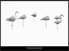 Flamencos en clave alta • <a style="font-size:0.8em;" href="http://www.flickr.com/photos/15452905@N02/27337775376/" target="_blank">View on Flickr</a>