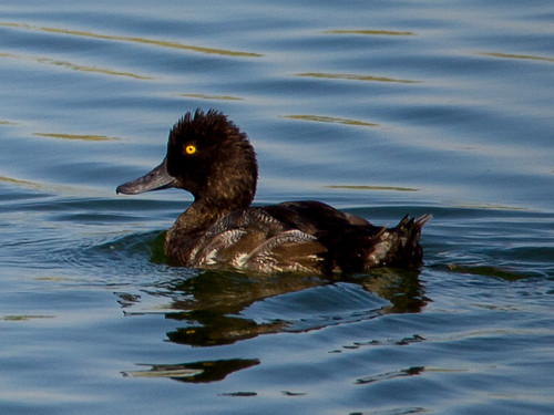 Lesser Scaup • <a style="font-size:0.8em;" href="http://www.flickr.com/photos/59465790@N04/9478359441/" target="_blank">View on Flickr</a>