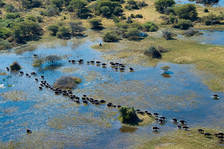Botswana Okavango Delta Photo Safari 9