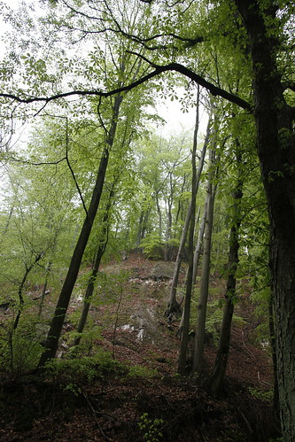 Alter Stolberg - Wald bei Stempeda III • <a style="font-size:0.8em;" href="http://www.flickr.com/photos/109648421@N02/11449740063/" target="_blank">View on Flickr</a>