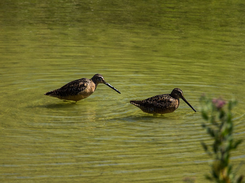 Long-billed Dowitcher • <a style="font-size:0.8em;" href="http://www.flickr.com/photos/59465790@N04/9471165817/" target="_blank">View on Flickr</a>