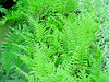 Fern Wood • <a style="font-size:0.8em;" href="http://www.flickr.com/photos/101656099@N05/9733565221/" target="_blank">View on Flickr</a>