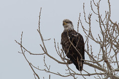 Juvenile Bald Eagle poses for pictures